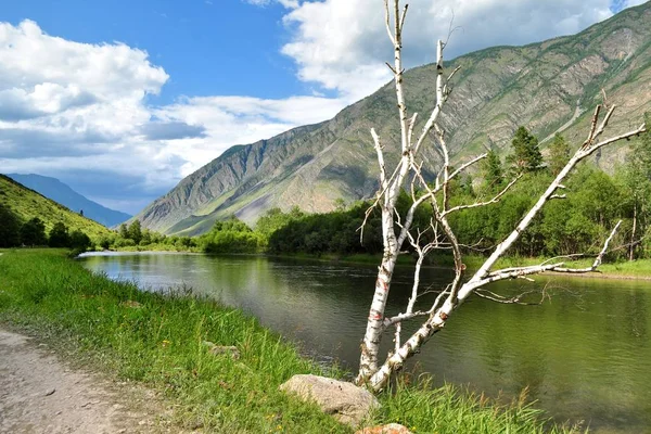 Uma bétula morta junto ao rio Chulyshman — Fotografia de Stock