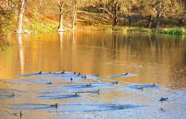 Ördek gölet altın sularda banyo