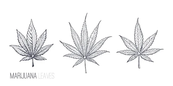 Cannabis eller Marijuana blad vektor skiss — Stock vektor