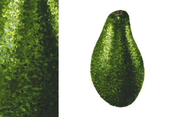 Zelené avokádo. Ručně kreslený akvarel ilustrace — Stock fotografie