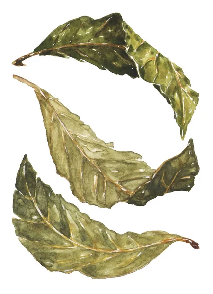 Dry bay leaves. Hand drawn watercolor art — Stock Photo, Image