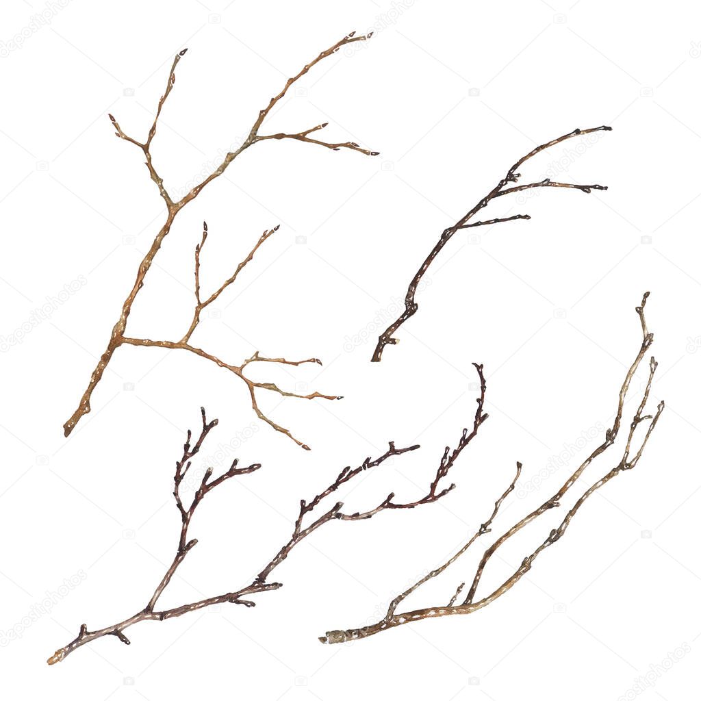 Tree branches isolated on white. Watercolor set