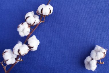 Mavi tekstil arka planında bir dal pamuk. Üst Manzara. Boşluğu kopyala.