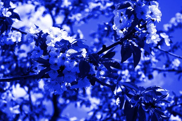 Cereja florescente no jardim.Fechar . — Fotografia de Stock