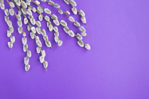 Frühling Hintergrund Weidenblüten Auf Dem Violetten Hintergrund Ansicht Von Oben — Stockfoto