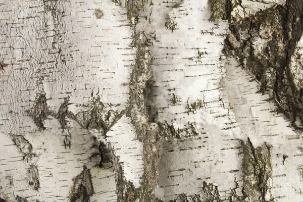 Натуральний Фон Дерева Біла Березова Кора Крупним Планом — стокове фото