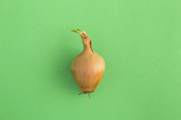 Ugly Food Sprouted Onions Center Green Background Top View Copy — Stock Photo, Image