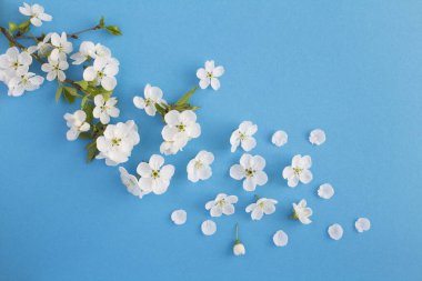 Bahar ya da yaz arkaplanı. Mavi arka planda beyaz ağaç dalları. Üst Manzara. Boşluğu kopyala.