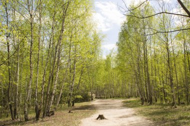 Bahar günü huş ağacının güzel manzarası. Yakın çekim..