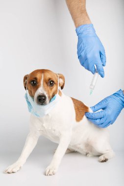 Jack Russell ya da arka planda oturan küçük köpek yavruları bir kirliliği ya da hastalığı korumak için maske takıyor. Sahibinin şırıngayla aşısı yapılmış. Tedavi