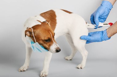 Jack Russell ya da küçük köpek beyaz arka planda ürüyor ve kirliliği ya da hastalığı korumak için maske takıyor. Veteriner vücut ısısını ölçtü. Tedavi