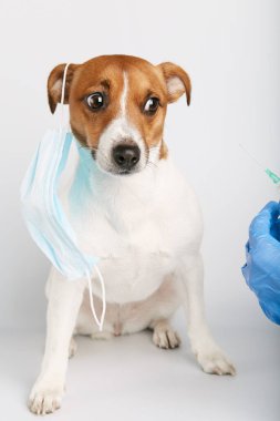 Jack Russell ya da arka planda oturan küçük köpek yavruları bir kirliliği ya da hastalığı korumak için maske takıyor. Sahibinin şırıngayla aşısı yapılmış. Tedavi