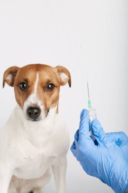 Jack Russell ya da arka planda oturan küçük köpek yavruları bir kirliliği ya da hastalığı korumak için maske takıyor. Sahibinin şırıngayla aşısı yapılmış. Tedavi