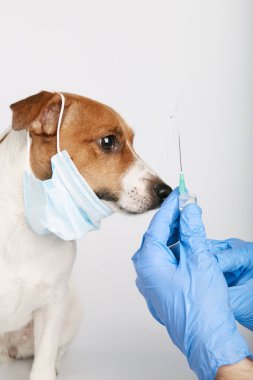 Jack Russell ya da arka planda oturan küçük köpek yavruları bir kirliliği ya da hastalığı korumak için maske takıyor. Sahibinin şırıngayla aşısı yapılmış. Tedavi