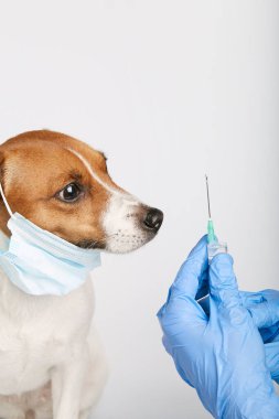 Jack Russell ya da arka planda oturan küçük köpek yavruları bir kirliliği ya da hastalığı korumak için maske takıyor. Sahibinin şırıngayla aşısı yapılmış. Tedavi