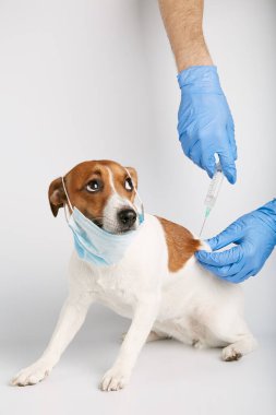 Jack Russell ya da arka planda oturan küçük köpek yavruları bir kirliliği ya da hastalığı korumak için maske takıyor. Sahibinin şırıngayla aşısı yapılmış. Tedavi