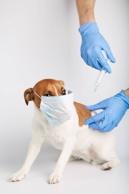 Jack Russell ya da arka planda oturan küçük köpek yavruları bir kirliliği ya da hastalığı korumak için maske takıyor. Sahibinin şırıngayla aşısı yapılmış. Tedavi
