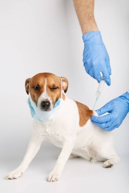 Jack Russell ya da arka planda oturan küçük köpek yavruları bir kirliliği ya da hastalığı korumak için maske takıyor. Sahibinin şırıngayla aşısı yapılmış. Tedavi