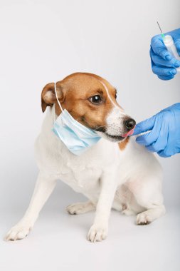 Jack Russell ya da arka planda oturan küçük köpek yavruları bir kirliliği ya da hastalığı korumak için maske takıyor. Sahibinin şırıngayla aşısı yapılmış. Tedavi