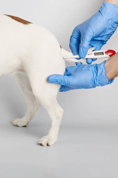 Джек Рассел Мелкие Породы Собак Белом Фоне Ветеринар Измерил Температуру — стоковое фото