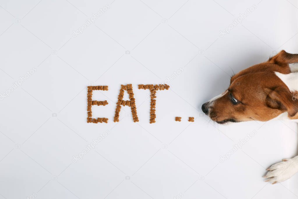 Jack russell  or small dog breeds   on white background and  eats food laid out in the form of the word 