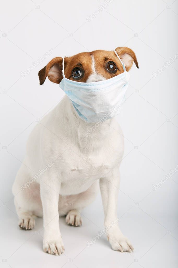 Jack russell  or small dog breeds  sitting on white background and wearing mask for protect a pollution or disease.