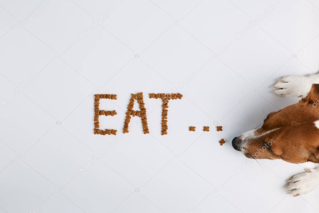 Jack russell  or small dog breeds   on white background and  eats food laid out in the form of the word 