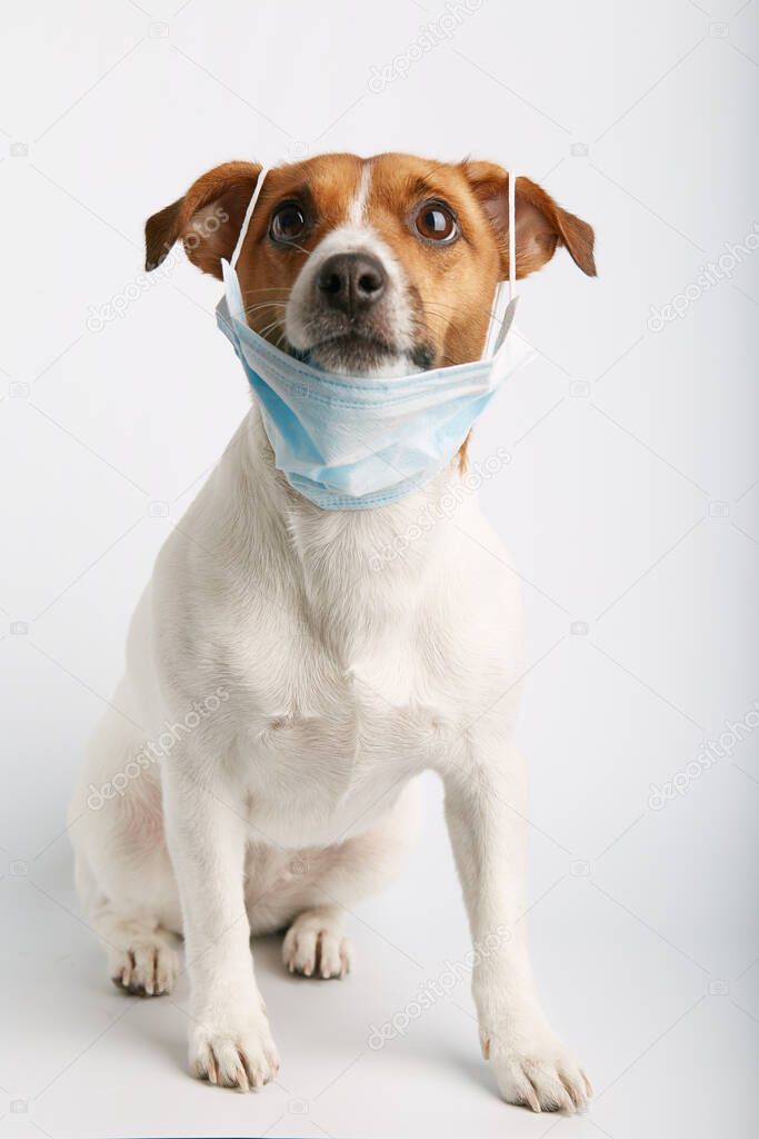 Jack russell  or small dog breeds  sitting on white background and wearing mask for protect a pollution or disease.