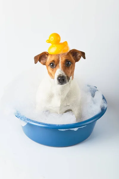 狗在一个用泡沫和玩具鸭在白色背景的水盆里洗澡 有趣的狗 — 图库照片