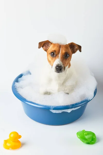 狗在一个用泡沫和玩具鸭在白色背景的水盆里洗澡 有趣的狗 — 图库照片