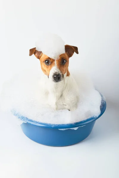 狗在脸盆里洗澡 头上有泡沫 背景是白色的 有趣的狗 — 图库照片
