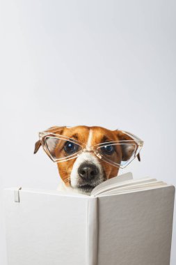 Gözlüklü küçük köpek beyaz arka planda izole edilmiş bir kitap okuyor. Zeki Jack Russell Terrier.