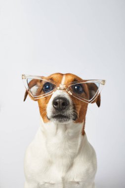 Stüdyoda beyaz arka planda gözlüklü beyaz bir köpeğin portresi, akıllı köpek.