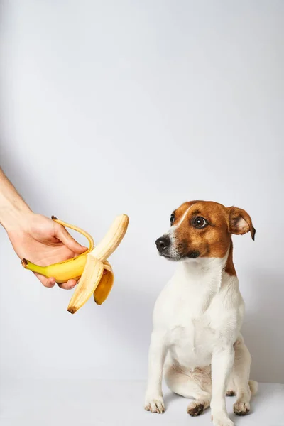 Hand Ger Skalade Banan Till Liten Hund Vit Bakgrund Förvånad — Stockfoto