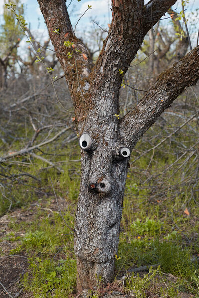 одинокое дерево в саду с лицом, живое дерево, странная форма, воображаемая фигура
