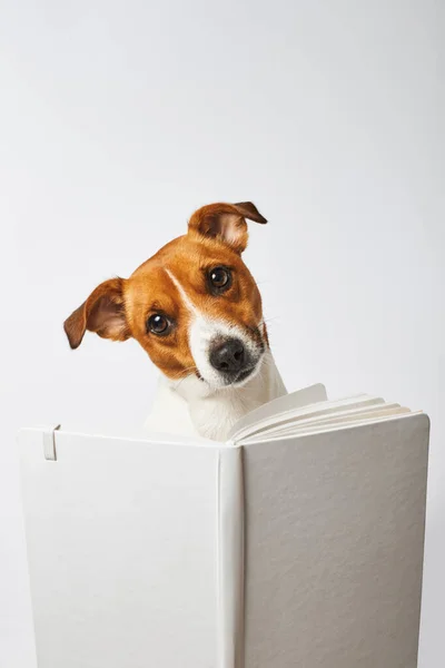 Retrato Cão Com Livro Cão Inteligente Está Olhando Por Trás — Fotografia de Stock