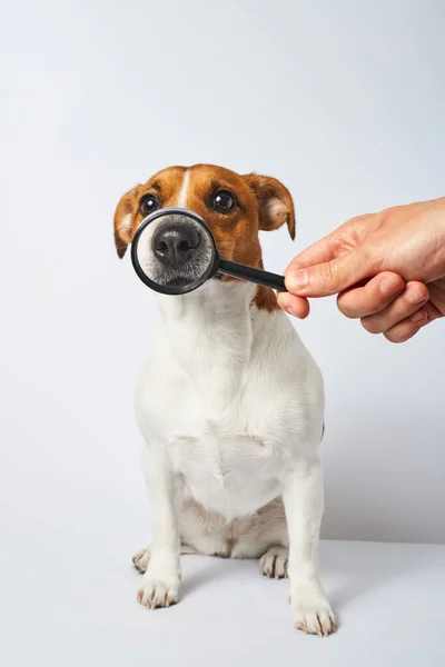狗的鼻子用放大镜放大了 有趣的狗正在接受检查 — 图库照片