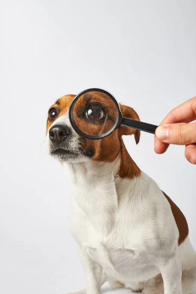 狗的眼睛被放大镜放大了 有趣的狗正在接受检查 — 图库照片
