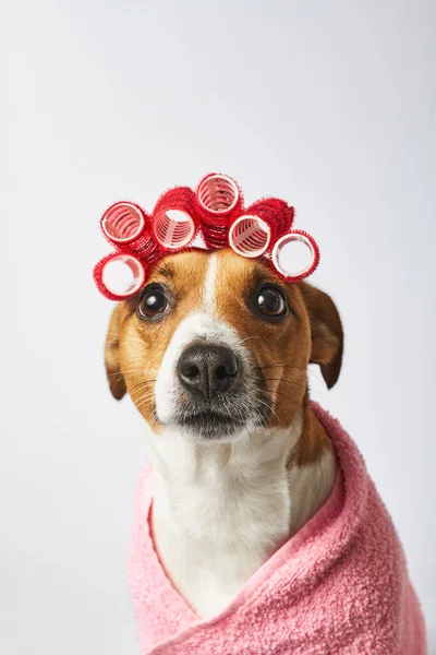 穿着粉色浴衣的狗 头顶卷曲 洗澡后晒干 有趣的狗狗温泉疗法 — 图库照片