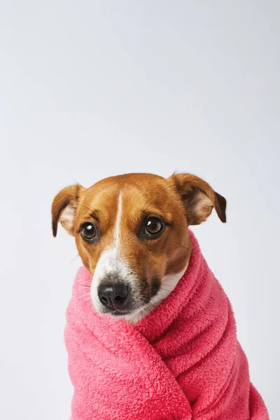 Portret Van Een Bevroren Droevige Hond Gewikkeld Een Warme Roze — Stockfoto