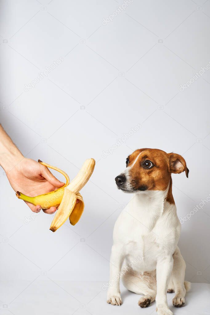 hand giving peeled banana to a small dog on a white background, surprised look, terrier portrait