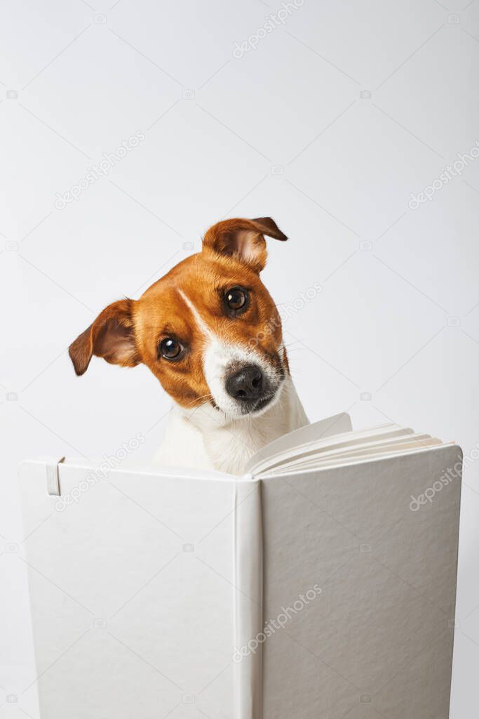 Portrait of a dog with a book, a smart dog is looking from behind a book, Jack Russell Terrier is reading