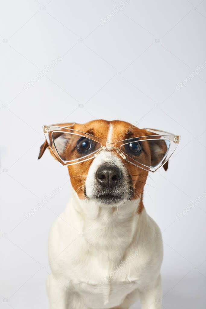 Portrait of a small dog in glasses isolated on a white background. Smart dog portrait , Clever Jack Russell Terrier