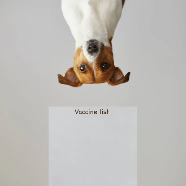 Bir Köpeğin Portresi Köpek Aşısı Bilgi Formu Ile Baş Aşağı — Stok fotoğraf