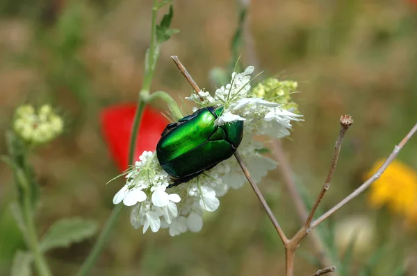 Green shiny beetle on the fallen.