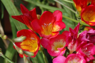 Bush zambağı, Clivia minyatürü.