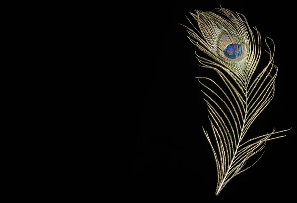 Peacock feather on black background — Stock Photo, Image