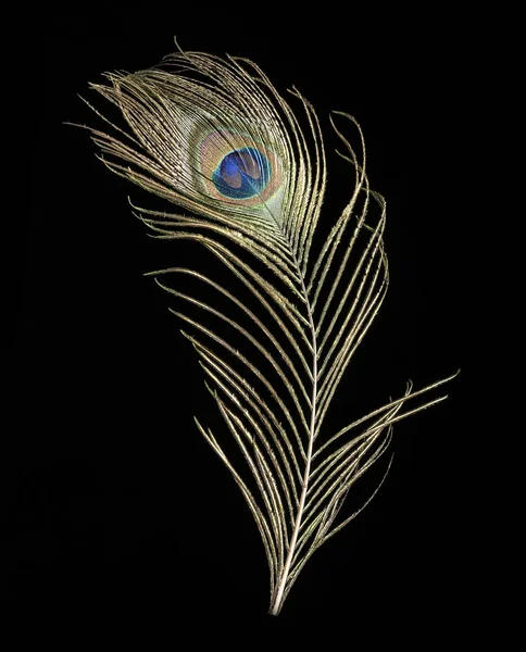 Peacock feather on black background — Stock Photo, Image