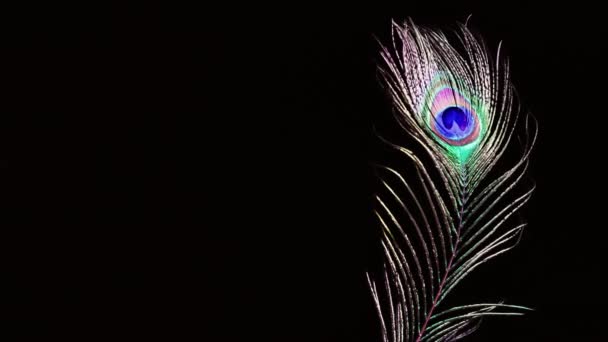 Pluma de pavo real sobre fondo negro — Vídeos de Stock