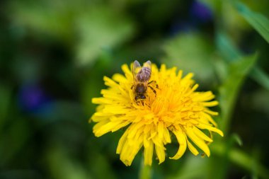bir arı tarafından bir nektar toplanır
